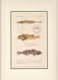 Aspidiphorus+segaliensis.+Tete+de+l%27Aspidiph+quadricornis.+Hemitripterus+americanus.
