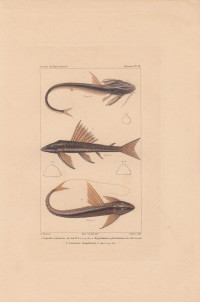Aspredo+octocirrus.+Hypostomus+pleistomus.+Loricaria+Cataphracta.