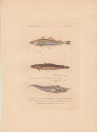 Gadus+merlangus.+Lota+vulgaris.+Lepidoleprus+coelorhynchus.
