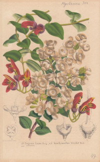 1-3+Eugenia+Luma+Berb.-+4-6+Aeschynanthus+tricolor+Hook.