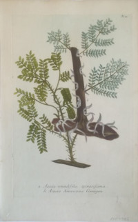Aacia+rotundifolia+Spinosissima%2C+Acacia+Americana+Cornigera+-+Akazie.