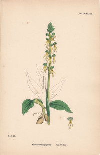 Aceras+anthropophora.+Man+Orchis.