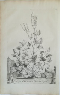 Acetosa+Romana+rotundifolia.+Schild-Ampfer.