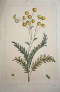 Achillea+foliis+pinnatis+foliolis+lineari-lanceolatis..