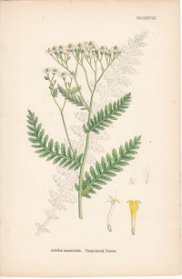 Achillea+tanacetifolia.+Tansy-Jeaved+Yarrow.