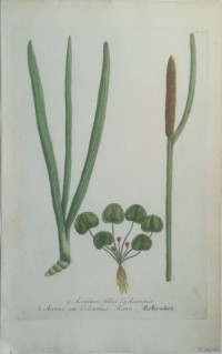 Aconitum+foliis+Cyclaminis.+Acorus+seu+Calamus.+Acore.+Ackerwurtz.