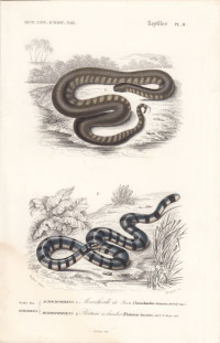 Acrochordus+Javanicus.+Platurus+fasciatus.