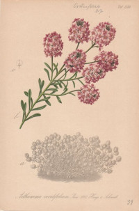 Aethionema+coridifolium.