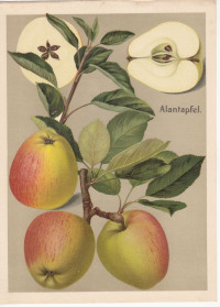 Alantapfel.+Chromolithographie+aus+M%C3%BCller-Diemitz%3A+Deutschlands+Obstsorten.