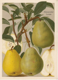 Alexander+Lucas.+Chromolithographie+aus+M%C3%BCller-Diemitz%3A+Deutschlands+Obstsorten.