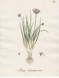 Allium+Schoenoprasum.