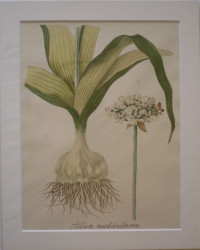 Allium+multibulbosum+-+Zier-Lauch.+Original-Aquarell.