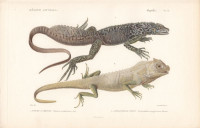 Ambon-Segelechse+-+Hydrosaurus+amboinensis+bzw.+Istiurus+amboinensis++u.+Lyrakopfagame+-+Lyriocephalus+scutatus+bzw.+Lyriocephalus+margaritaceus.