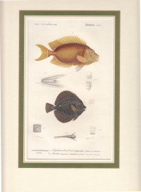 Amphacanthus+corallinus+u.+Acanthurus+gemmatus.