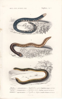 Amphisboena+fulioginosa.+Typhlops+lumbricalis.+Vropeltis+Philippinus.