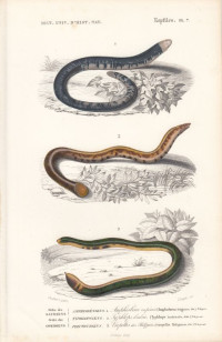 Amphisboena+fulioginosa.+Typhlops+lumbricalis.+Vropeltis+Philippinus.