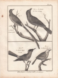 Amsel.+Le+Merle+hupp%C3%A9+du+Cap.+Le+Merlede+l%C3%8Dle+de+Panay.+Le+Merle+%C3%A0+longue+queue.+Le+Merle+%C3%A0+tete+jaune.