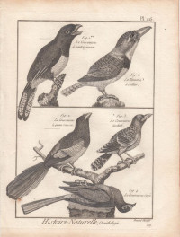 Blauscheiteltrogon+-+Kragentrogen.+Le+Couroucou+c%C3%A0+ventre+jaune.+Le+Couroucou+tachet%C3%A9.+Le+Couroucou+ray%C3%A9.+Le+Tamatia+%C3%A0+collier.