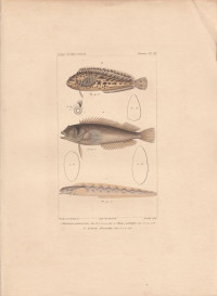 Blennius+palmicornis.+Clinus+pectinifer.+Zoarces+blennoides.