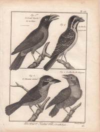 Chinesischer+Bartvogel+-+Schwarzkehliger+Bartvogel.+Le+Grand+Barbu+de+la+Chine.+Le+Barbu+de+Maynas.+Le+Tamatia+tachele%C3%A9.+Le+Barbu++%C3%A1+gorge+noire.