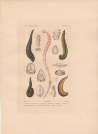 Clymene+amphistoma%2C+Sav.+Sanguisuga+officinalis%2C+Sav.+Bdella+nilotica%2C+Sav.