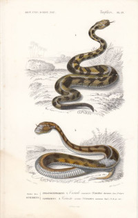 Crotalus+durissus.+Cerastes+cornutus.