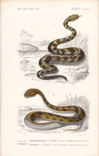 Crotalus+durissus.+Cerastes+cornutus.