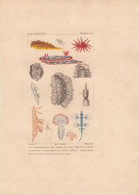 Doris+atromarginata...+Polycera+cornuta.+Tritionia+elegans.+Thethys+fimbria.+Scyllaea+chomfodensis.+Glaucus+Forsteri.