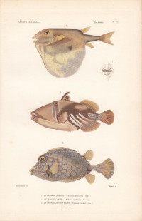 Dreizahn-Kugelfisch+-+Triodon+bursarius+bzw.+Triodon+macropterus%3B+Dr%C3%BCckerfisch+-+Balistes+aculcatus%3B+Kofferfisch+-+Ostracion+triqueter.