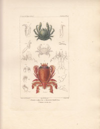 Dromia+nodipes.+Dynomene+hispida.+Ranina+serrata.