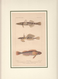 Eleotris+dormitatrix.+Callionymus+fasciatus.+Chirus+decagrammus.