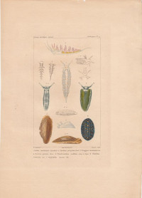 Eolidia+caerulescens%2C+Laurillard.+Phyllidia+trilineata%2C+Cuv.+Diphyllidia+lineata%2C+Otto.