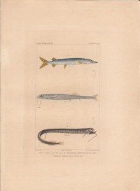 Esox+lucius.+Microstoma+mediterranea.+Stomias+barbatus.