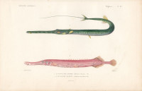 Fistularia+tabacaria+-+Blaupunkt+Fl%C3%B6tenfisch.+Aulostoma+maculatum+-+Westatlantischer+Trompetenfisch.