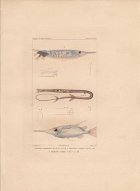 Fistularia+tabarcaria.+Centriscus+scolopax.+Amphisile+scutatus.