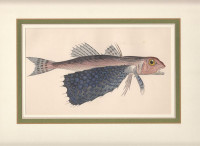 Flughahn+-+Dactylopterus+volitans.