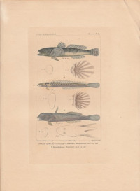 Gobius+capito.+Gobioides+Broussonetti.+Periphtalmus+Freycinetii.