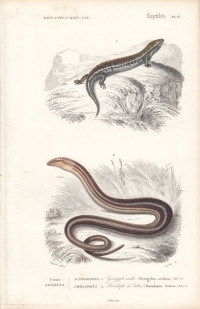 Gongylus+ocellatus.+Pseudopus+Pallasii.