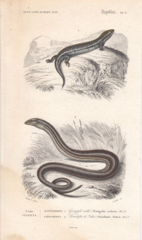 Gongylus+ocellatus.+Pseudopus+Pallasii.