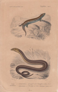 Gongylus+ocellatus.+Pseudopus+Pallasii.