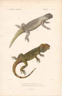 Hardun+-+Stellagama+stellio+-+Le+Stellion+du+Levant+u.+%C3%84gyptischer+Dornschwanz+-+Uromastyx+aegyptia.