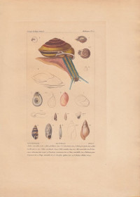 Helix+carocolla.+..Succinea+rubescens.+Chondrus+avenaceus...+Bulimus+guadalupensis.+Pupa+striatella.+Clausilia+inflata.+Achatina+Mulleri.%3A+Kol.+Kupferstich+Mollusques+Pl+6.+von+Giraud+nach+Guerin%2FTravies+aus%3A+Gu%C3%A9rin-M%C3%A9neville%3A+Iconographie+du+r%C3%A8gne+animal+de+G.+Cuvier.