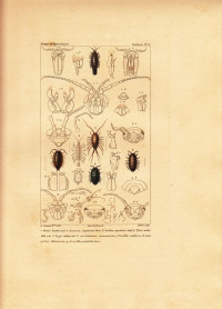 Idotea+basteri.+Arcturus+longicornis.+Asellus+aquaticus+.+Tylos+armadillo.+Ligia+italica.+Oniscus+murarius.+Porcellio+scaber...+Armadillo+pustulata.