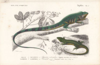Iguana+tuberculata.+Lacerta+viridis.