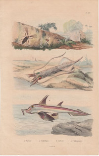 Kalmar+-+Tintenfisch.+Elefantennasenfisch+-+Callorhyncus.