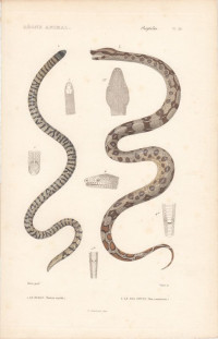 Korallenrrollschlange+-+Anilius+scytale+bzw.+Tortrix+scytale+u.+Abgottschlange+-+Boa+constrictor.