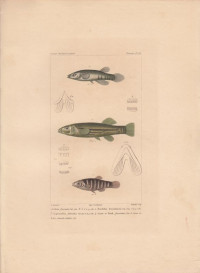 Lebias+fasciata.+Fundulus+brasiliensis.+Cyprinodon+flavulus.