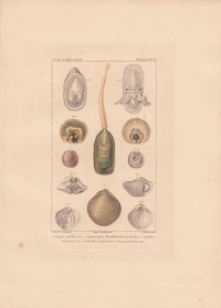 Lingula+anatina.+Terebratula+Gaudichaudii.+Spirifer+trigonalis.+Orbicula+loevigata.+Crania+personata.