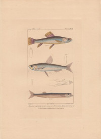 Megalops+cyprinoides.+Chirocentrus+dentex.+Erythrinus+Malabaricus.