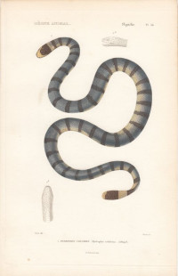 Nattern-Plattschwanz+-+Laticauda+colubrina+bzw.+Hydrophis+colubrina.